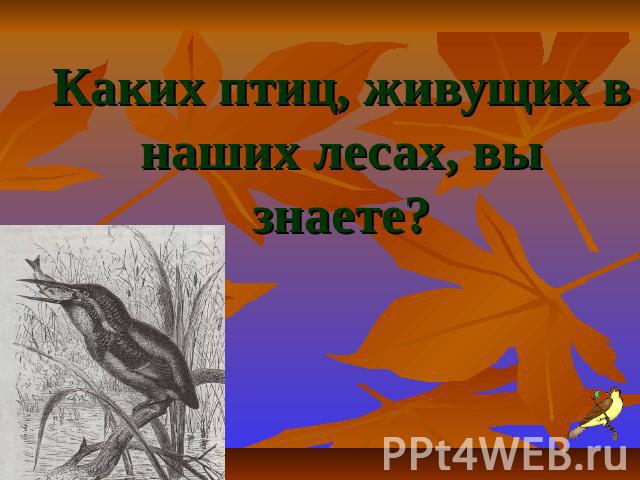 Каких птиц, живущих в наших лесах, вы знаете?