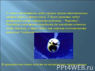 У самых примитивных медуз органы зрения отличают лишь светлое (верх) и темное (н