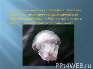 При соприкосновении с некоторыми медузами, например, с черноморской ризостомой и