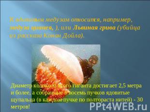 К ядовитым медузам относится, например, медуза цианея, ), или Львиная грива (уби