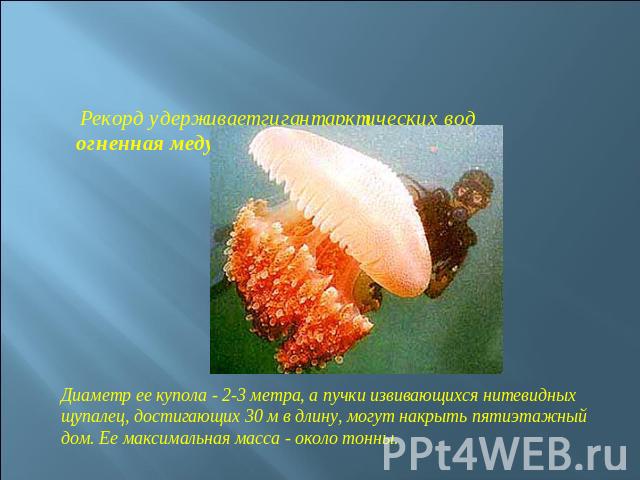 Рекорд удерживает гигант арктических вод огненная медуза. Диаметр ее купола - 2-3 метра, а пучки извивающихся нитевидных щупалец, достигающих 30 м в длину, могут накрыть пятиэтажный дом. Ее максимальная масса - около тонны.