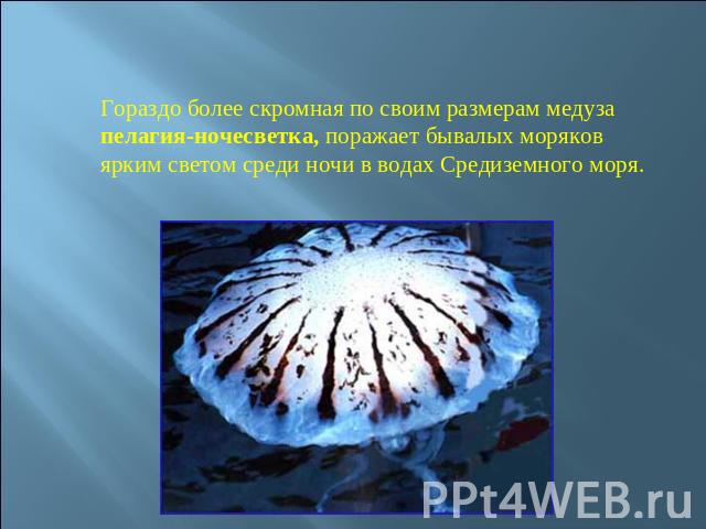 Гораздо более скромная по своим размерам медуза пелагия-ночесветка, поражает бывалых моряков ярким светом среди ночи в водах Средиземного моря.