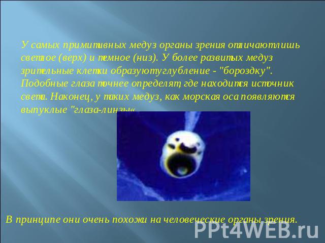 У самых примитивных медуз органы зрения отличают лишь светлое (верх) и темное (низ). У более развитых медуз зрительные клетки образуют углубление - 