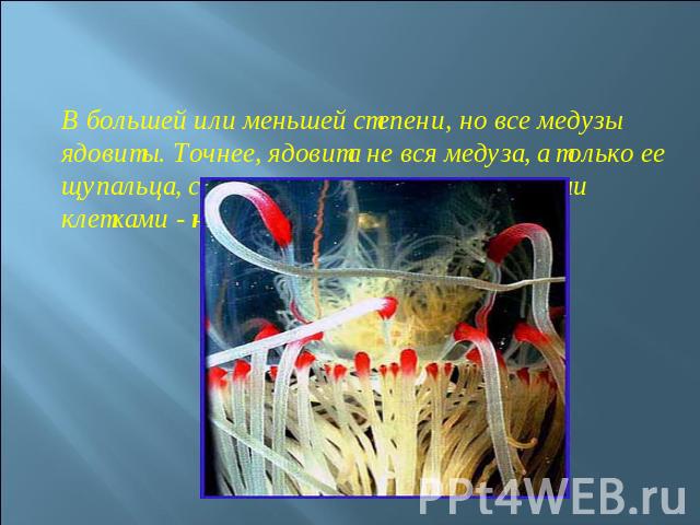 В большей или меньшей степени, но все медузы ядовиты. Точнее, ядовита не вся медуза, а только ее щупальца, сплошь усеянные стрекательными клетками - нематоцистами .