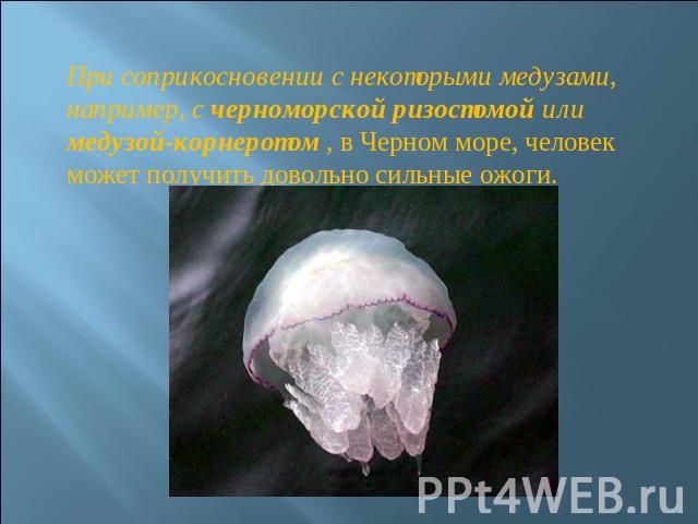 При соприкосновении с некоторыми медузами, например, с черноморской ризостомой или медузой-корнеротом , в Черном море, человек может получить довольно сильные ожоги.