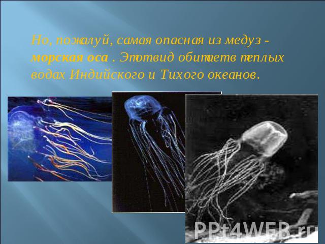 Но, пожалуй, самая опасная из медуз - морская оса . Этот вид обитает в теплых водах Индийского и Тихого океанов.