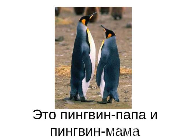 Это пингвин-папа и пингвин-мама