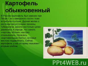 Картофель обыкновенный В Россию картофель был завезен при Петре I, но «заморског