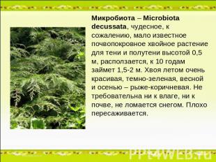 Микробиота – Microbiota decussata, чудесное, к сожалению, мало известное почвопо
