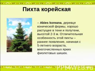 Пихта корейская – Abies koreana, деревце конической формы, хорошо растущее в тен