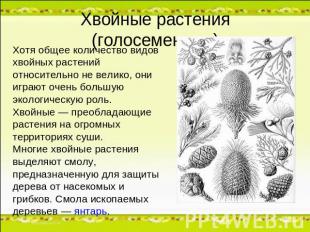 Хвойные растения (голосеменные)Хотя общее количество видов хвойных растений отно