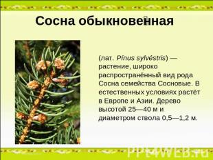 Сосна обыкновенная (лат. Pínus sylvéstris) — растение, широко распространённый в