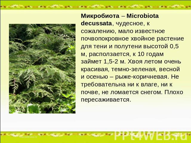 Микробиота – Microbiota decussata, чудесное, к сожалению, мало известное почвопокровное хвойное растение для тени и полутени высотой 0,5 м, расползается, к 10 годам займет 1,5-2 м. Хвоя летом очень красивая, темно-зеленая, весной и осенью – рыже-кор…
