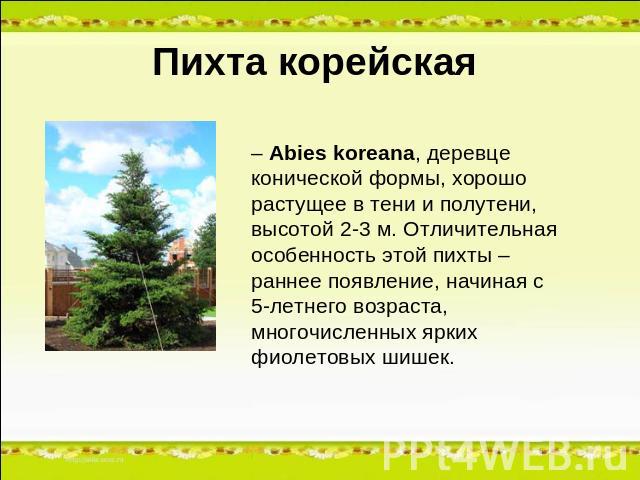 Пихта корейская – Abies koreana, деревце конической формы, хорошо растущее в тени и полутени, высотой 2-3 м. Отличительная особенность этой пихты – раннее появление, начиная с 5-летнего возраста, многочисленных ярких фиолетовых шишек.