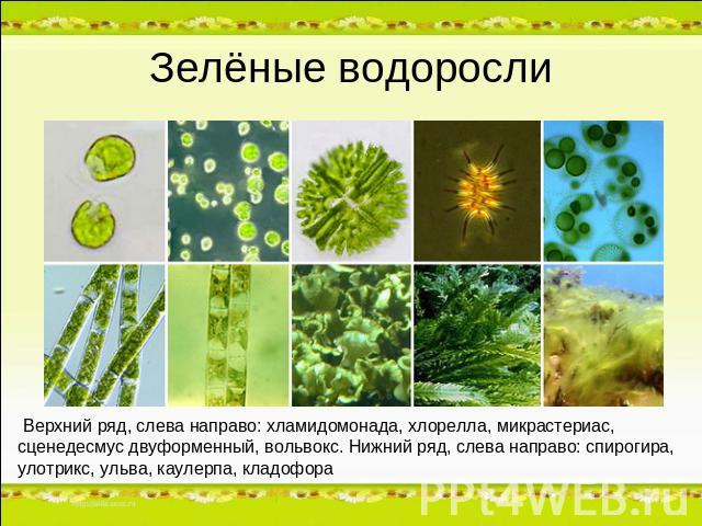 Зелёные водоросли Верхний ряд, слева направо: хламидомонада, хлорелла, микрастериас, сценедесмус двуформенный, вольвокс. Нижний ряд, слева направо: спирогира, улотрикс, ульва, каулерпа, кладофора