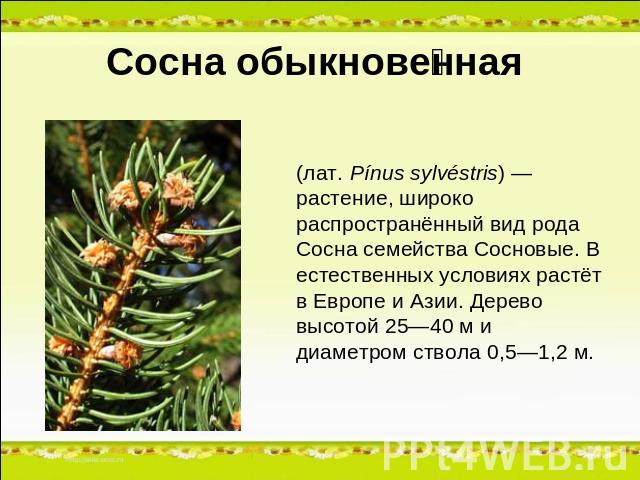 Сосна обыкновенная (лат. Pínus sylvéstris) — растение, широко распространённый вид рода Сосна семейства Сосновые. В естественных условиях растёт в Европе и Азии. Дерево высотой 25—40 м и диаметром ствола 0,5—1,2 м.
