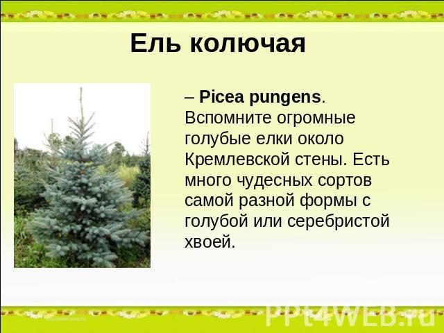 Ель колючая – Picea pungens. Вспомните огромные голубые елки около Кремлевской стены. Есть много чудесных сортов самой разной формы с голубой или серебристой хвоей.