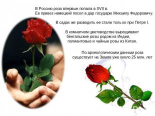 В Россию роза впервые попала в XVII в.Ее привез немецкий посол в дар государю Ми