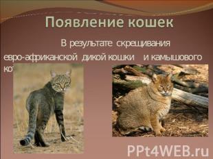 Появление кошек В результате скрещивания евро-африканской дикой кошки и камышово