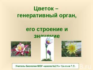 Цветок – генеративный орган, его строение и значение Учитель биологии МОУ «школа