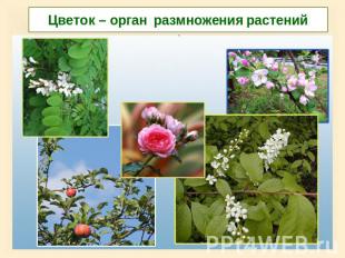 Цветок – орган размножения растений