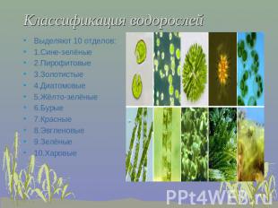 Классификация водорослей Выделяют 10 отделов:1.Сине-зелёные2.Пирофитовые3.Золоти