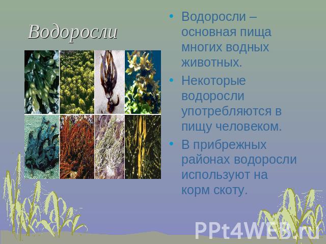 Водоросли Водоросли –основная пища многих водных животных.Некоторые водоросли употребляются в пищу человеком.В прибрежных районах водоросли используют на корм скоту.