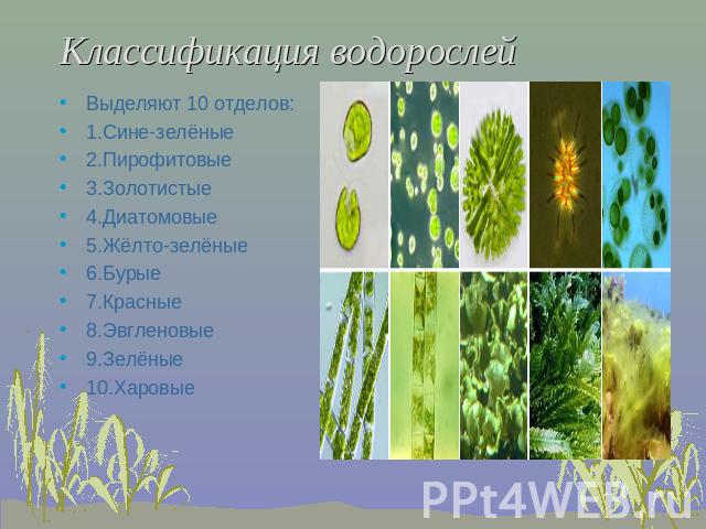 Классификация водорослей Выделяют 10 отделов:1.Сине-зелёные2.Пирофитовые3.Золотистые4.Диатомовые5.Жёлто-зелёные6.Бурые7.Красные8.Эвгленовые9.Зелёные10.Харовые