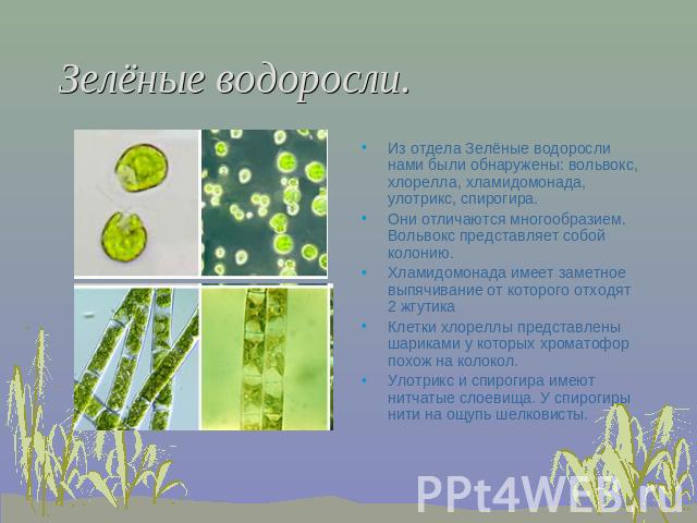 Зелёные водоросли. Из отдела Зелёные водоросли нами были обнаружены: вольвокс, хлорелла, хламидомонада, улотрикс, спирогира.Они отличаются многообразием. Вольвокс представляет собой колонию.Хламидомонада имеет заметное выпячивание от которого отходя…