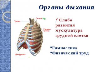 Органы дыхания Слабо развитая мускулатура грудной клеткиГимнастикаФизический тру