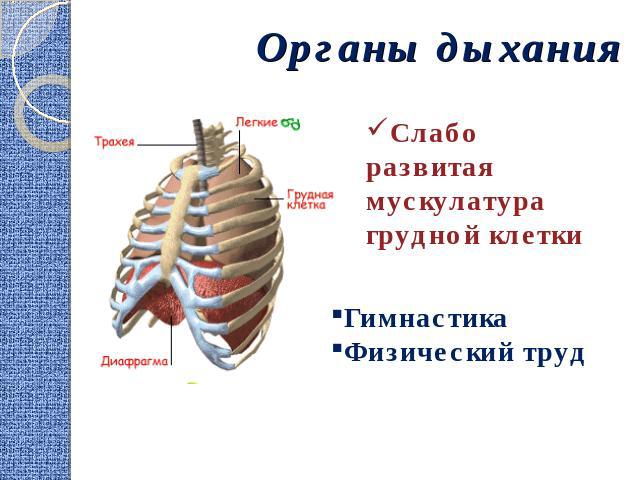 Органы дыхания Слабо развитая мускулатура грудной клеткиГимнастикаФизический труд