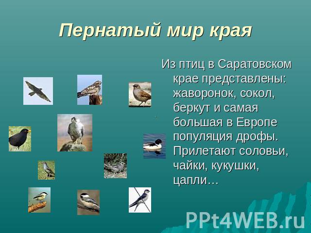 Пернатый мир края Из птиц в Саратовском крае представлены: жаворонок, сокол, беркут и самая большая в Европе популяция дрофы. Прилетают соловьи, чайки, кукушки, цапли…