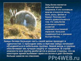 Заяц-беляк является добычей многих хищников. К его основным врагам относятся пес
