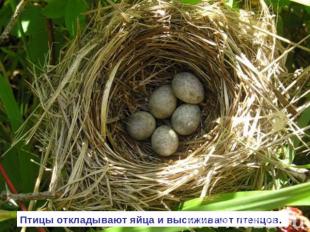 Птицы откладывают яйца и высиживают птенцов.
