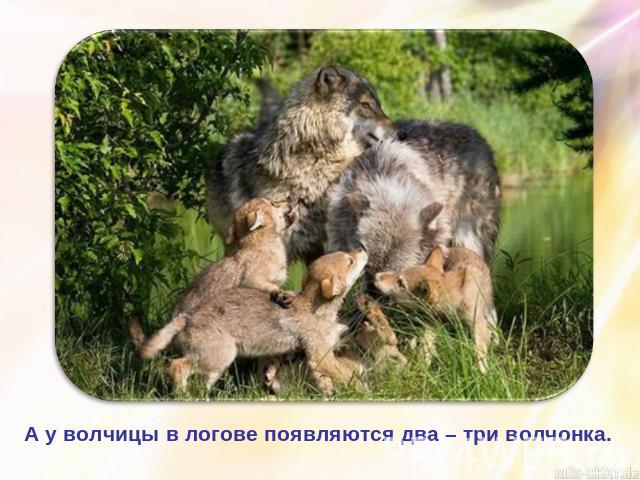 А у волчицы в логове появляются два – три волчонка.