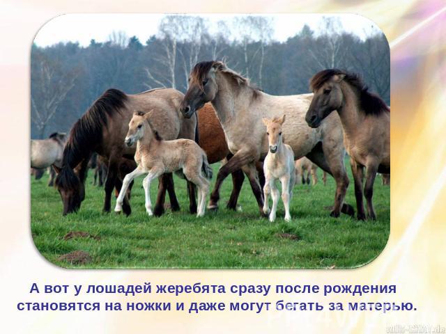 А вот у лошадей жеребята сразу после рождения становятся на ножки и даже могут бегать за матерью.
