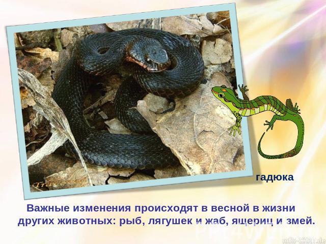 Важные изменения происходят в весной в жизни других животных: рыб, лягушек и жаб, ящериц и змей.