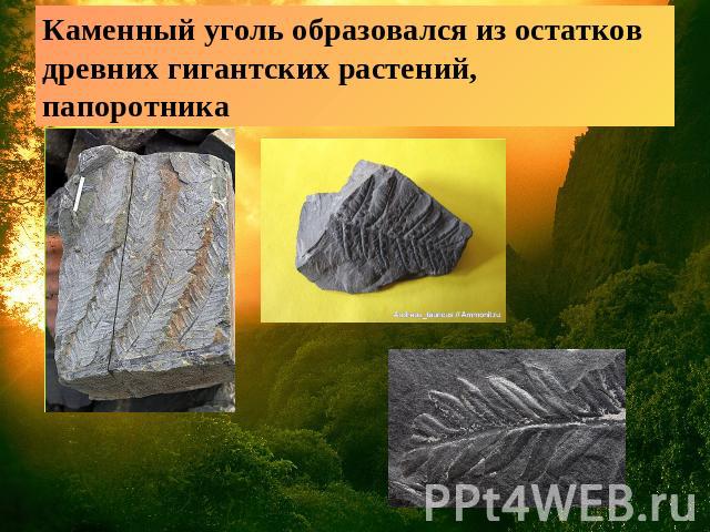 Каменный уголь образовался из остатков древних гигантских растений, папоротника