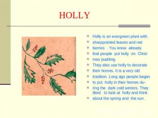 HOLLY Holly is an evergreen plant withsharppointed leaves and redberries . You k
