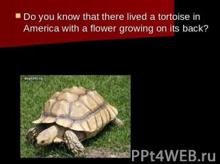 Do you know that there lived a tortoise in America with a flower growing on its