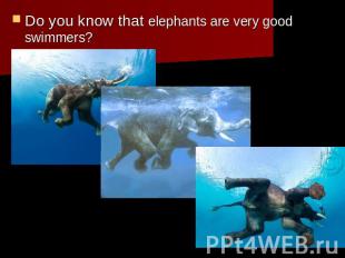 Do you know that elephants are very good swimmers?