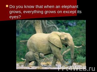 Do you know that when an elephant grows, everything grows on except its eyes?
