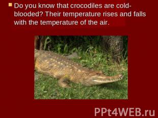 Do you know that crocodiles are cold-blooded? Their temperature rises and falls