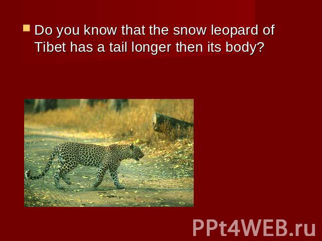 Do you know that the snow leopard of Tibet has a tail longer then its body?