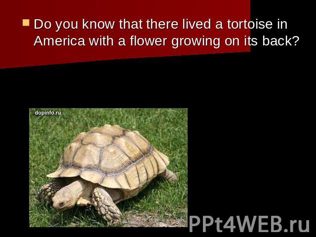 Do you know that there lived a tortoise in America with a flower growing on its back?