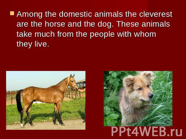Among the domestic animals the cleverest are the horse and the dog. These animals take much from the people with whom they live.