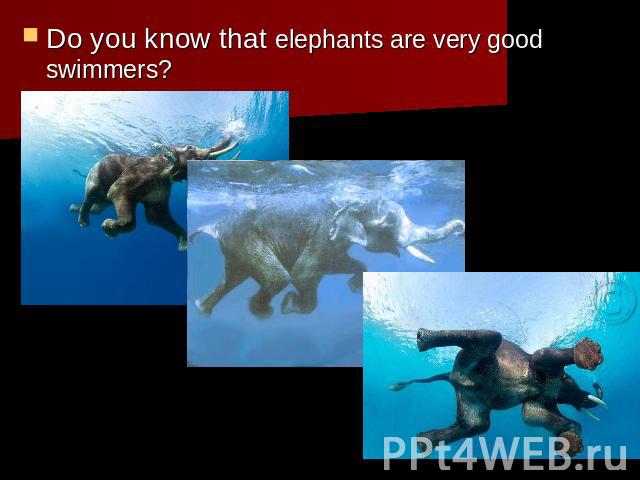 Do you know that elephants are very good swimmers?