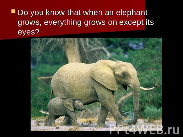 Do you know that when an elephant grows, everything grows on except its eyes?