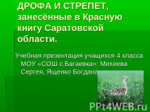 Дрофа и стрепет, занесённые в Красную книгу Саратовской области