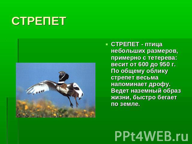 СТРЕПЕТ СТРЕПЕТ - птица небольших размеров, примерно с тетерева: весит от 600 до 950 г. По общему облику стрепет весьма напоминает дрофу. Ведет наземный образ жизни, быстро бегает по земле.